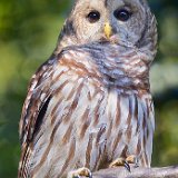 12SB8025 Barred Owl